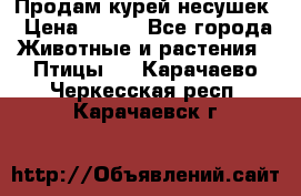 Продам курей несушек › Цена ­ 350 - Все города Животные и растения » Птицы   . Карачаево-Черкесская респ.,Карачаевск г.